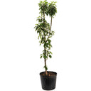 Young Golden Treat Fruit Snacks Apple Tree in a black nursery pot on a white background.