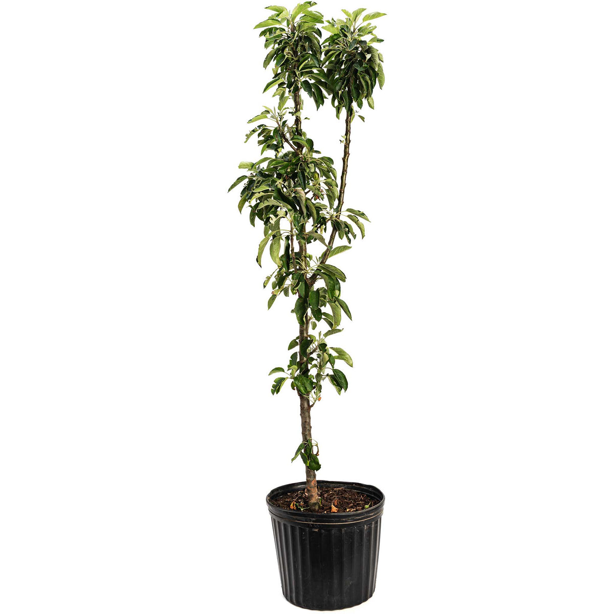 Young Golden Treat Fruit Snacks Apple Tree in a black nursery pot on a white background.