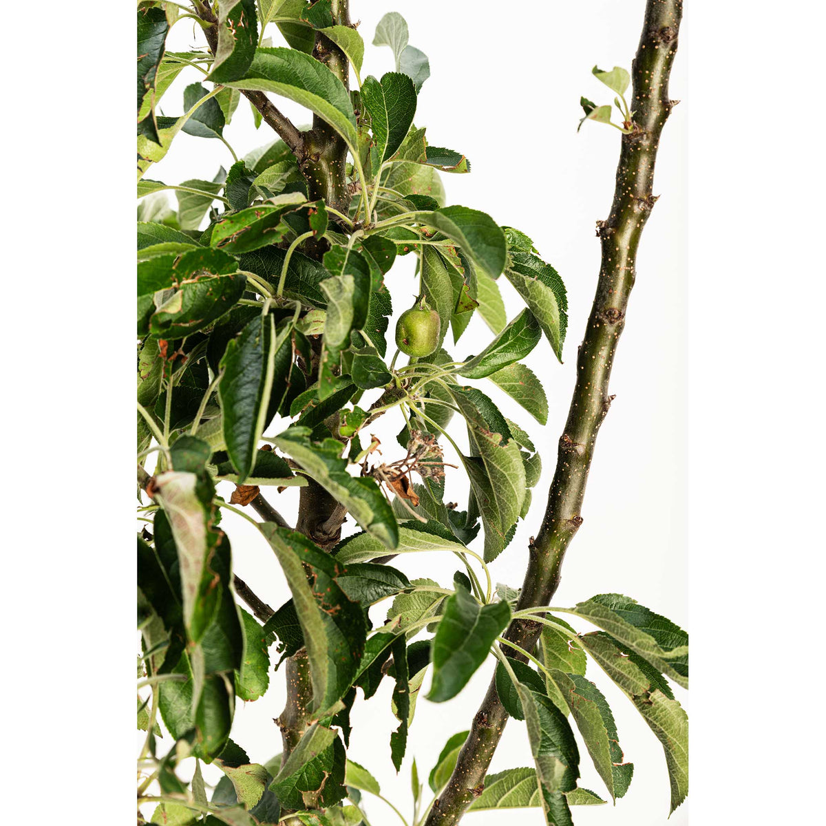 Developing green apple growing on a young apple tree branch against a white background.