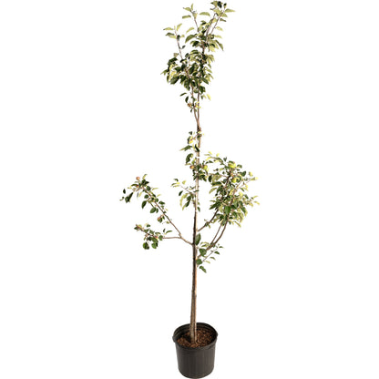 Young potted Granny Smith apple tree with a tall bare central stem, branching lower down into leafy growth bearing small green apples, against a plain white background.