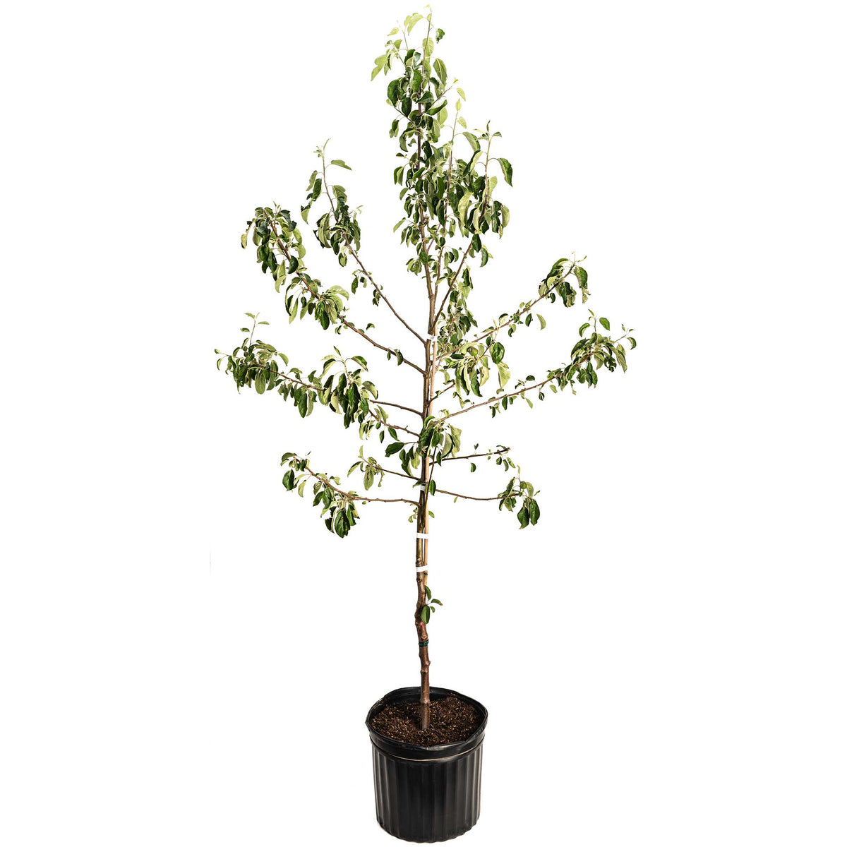 Young potted Honeycrisp Apple Tree on a plain white background.