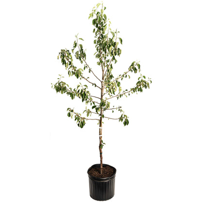Young potted Honeycrisp Apple Tree on a plain white background.