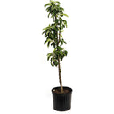 Young Tasty Red Fruit Snacks Apple Tree in a black nursery pot on a white background.