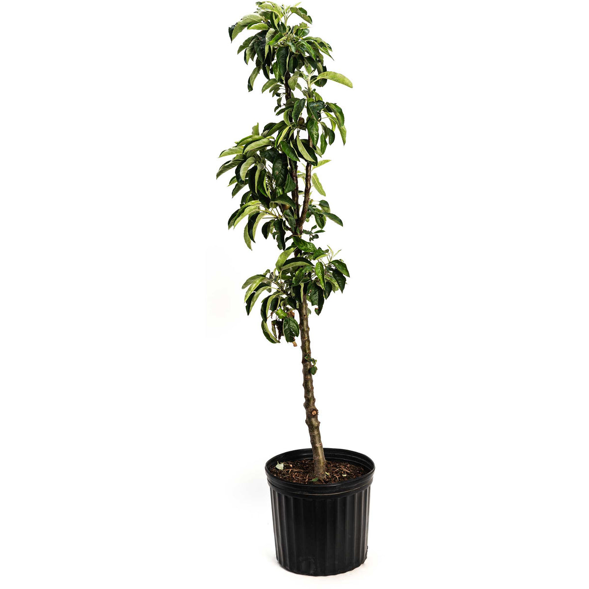 Young Tasty Red Fruit Snacks Apple Tree in a black nursery pot on a white background.