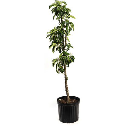 Young Tasty Red Fruit Snacks Apple Tree in a black nursery pot on a white background.