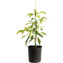 Potted Hass Avocado Tree sapling with green leaves in a black grow pot on a white background.