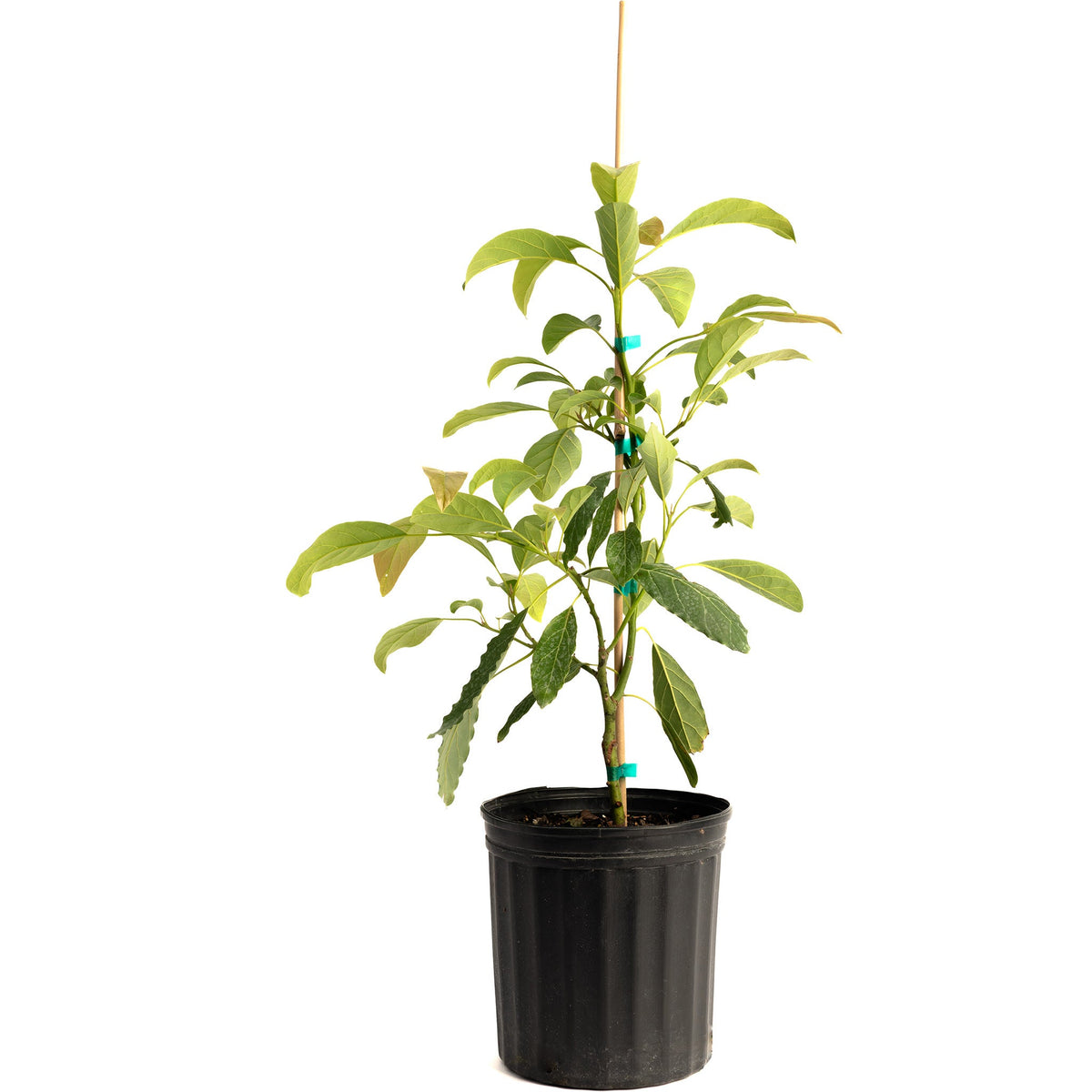 Potted Hass Avocado Tree sapling with green leaves in a black grow pot on a white background.