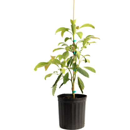 Potted Hass Avocado Tree sapling with green leaves in a black grow pot on a white background.