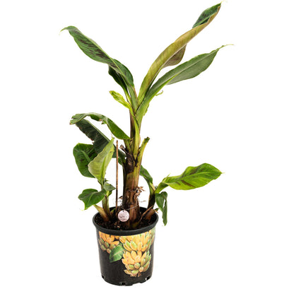Potted Dwarf Cavendish Banana Tree sapling with large green leaves on a white background.