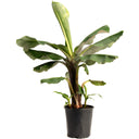 Potted banana plant on a white background