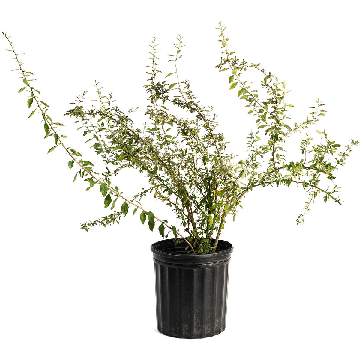 Potted Goji Berry plant in a black nursery container on a plain white background.