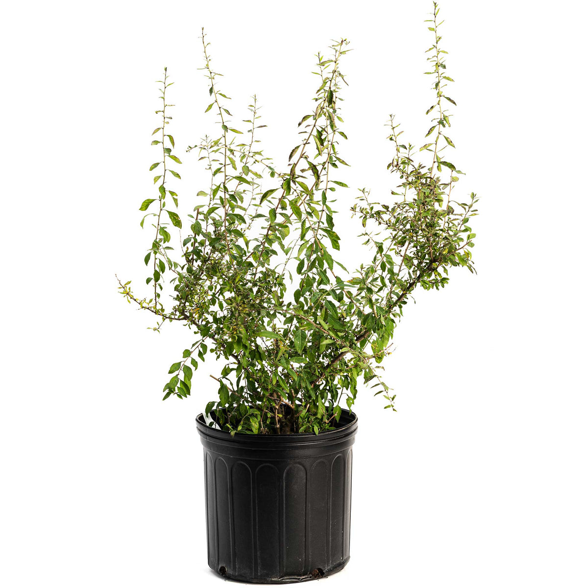 Young goji berry shrub in a black nursery pot, with several tall, slender arching branches covered in small green leaves against a white background.