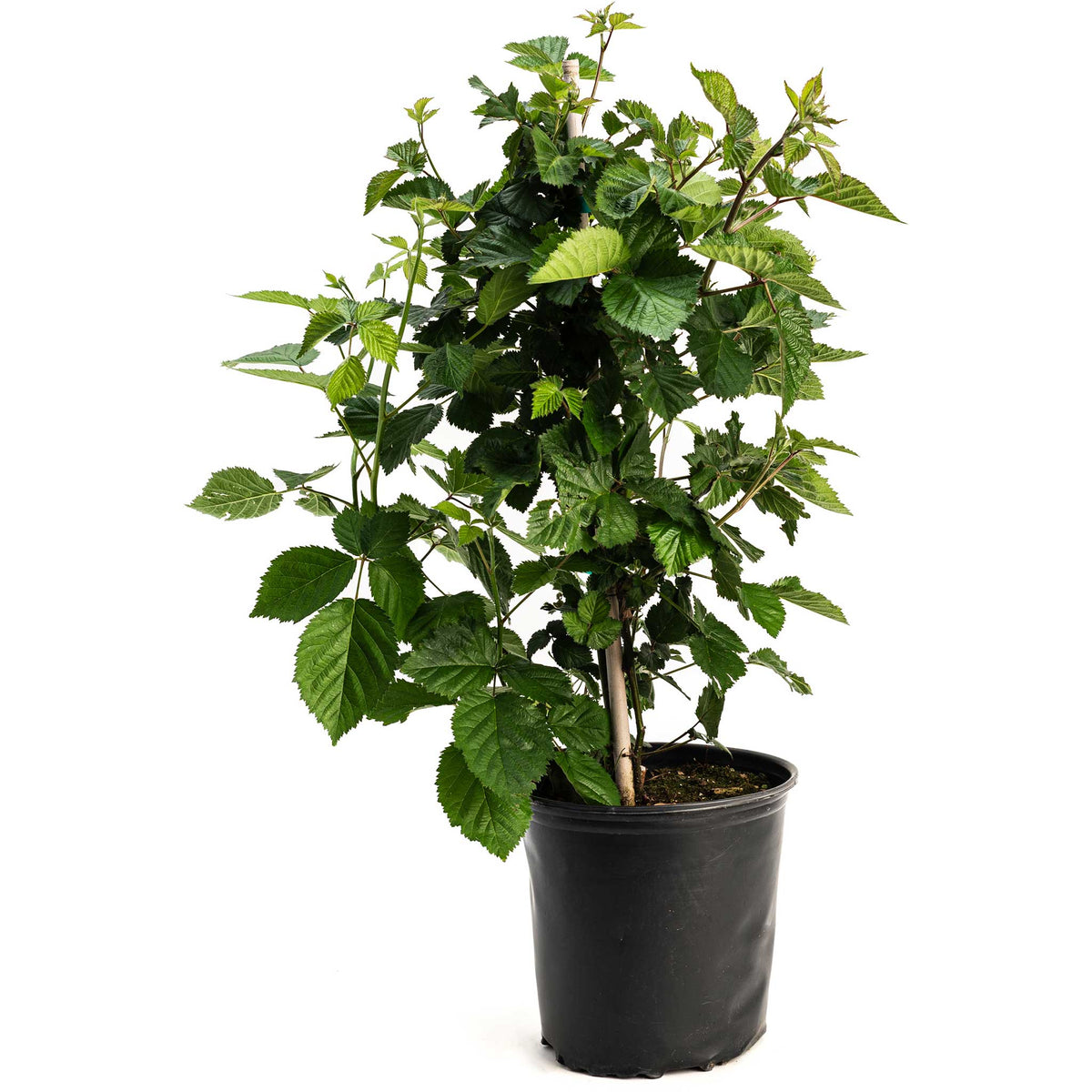 Young potted Thornless Blackberry Bush on a plain white background.