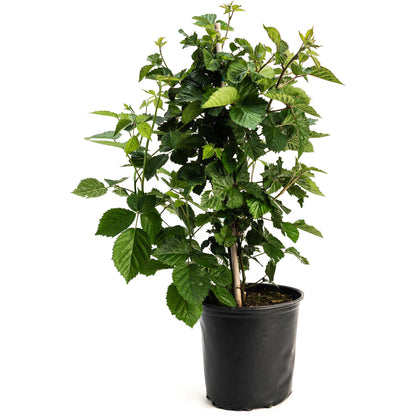 Young potted Thornless Blackberry Bush on a plain white background.