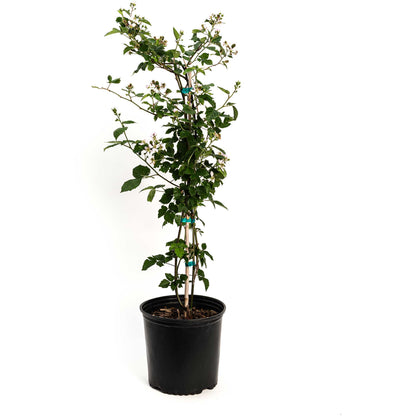 Mature potted Thornless Blackberry Bush with a stake on a plain white background.