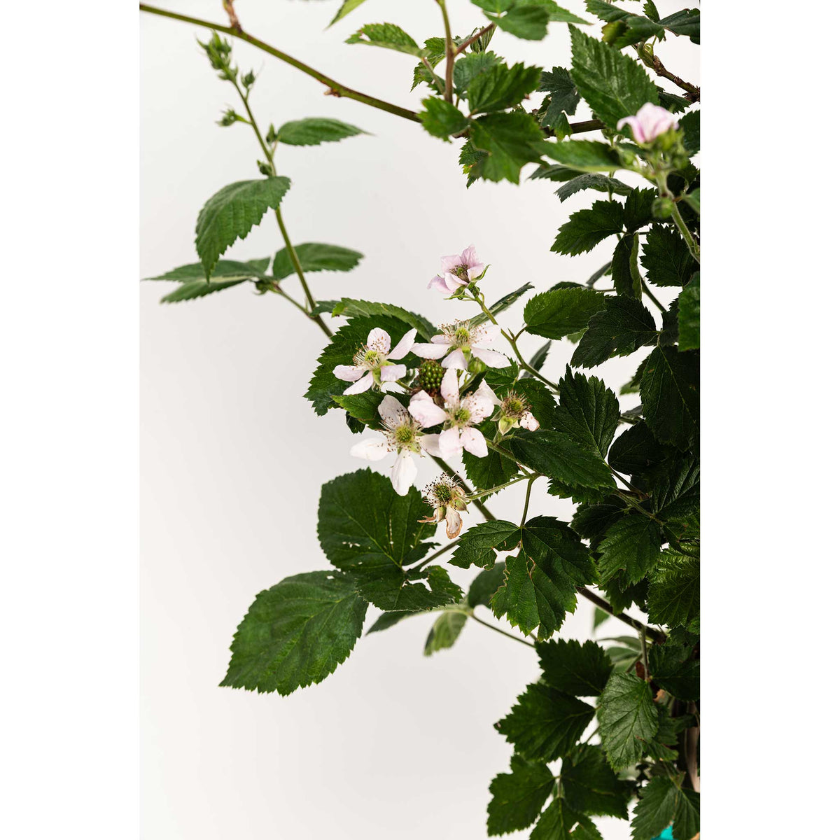 Pinkish-white flowers blooming on a Thornless Blackberry Bush.