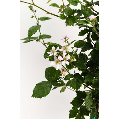 Pinkish-white flowers blooming on a Thornless Blackberry Bush.