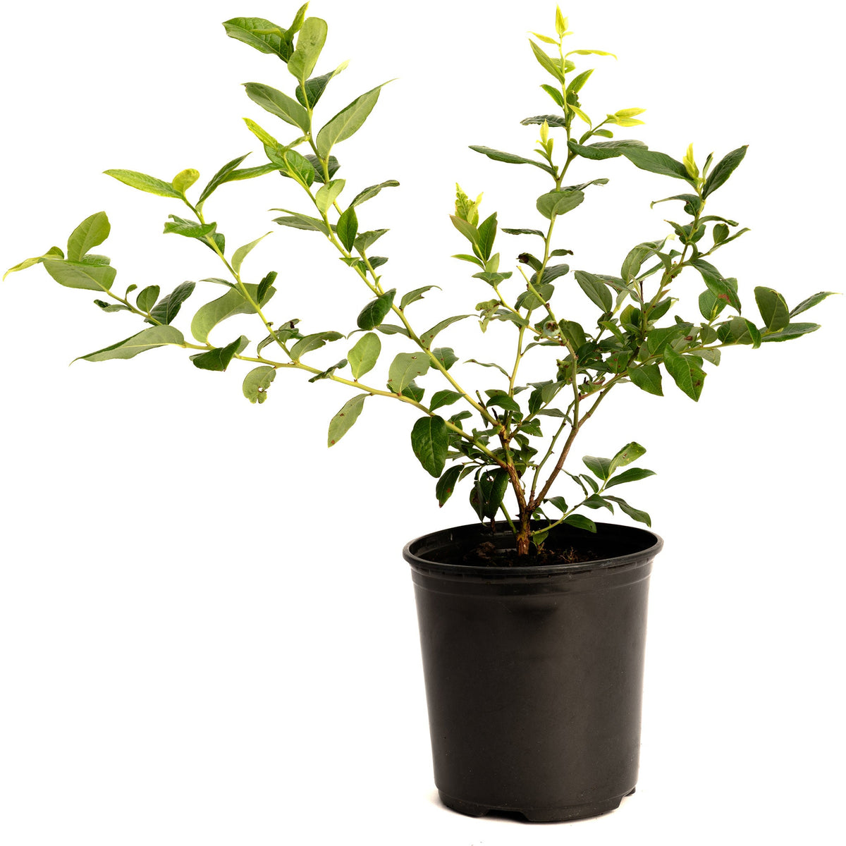 Young potted Bluecrop Blueberry bush growing in a black nursery pot in white background.