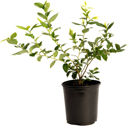 Young potted Bluecrop Blueberry bush growing in a black nursery pot in white background.
