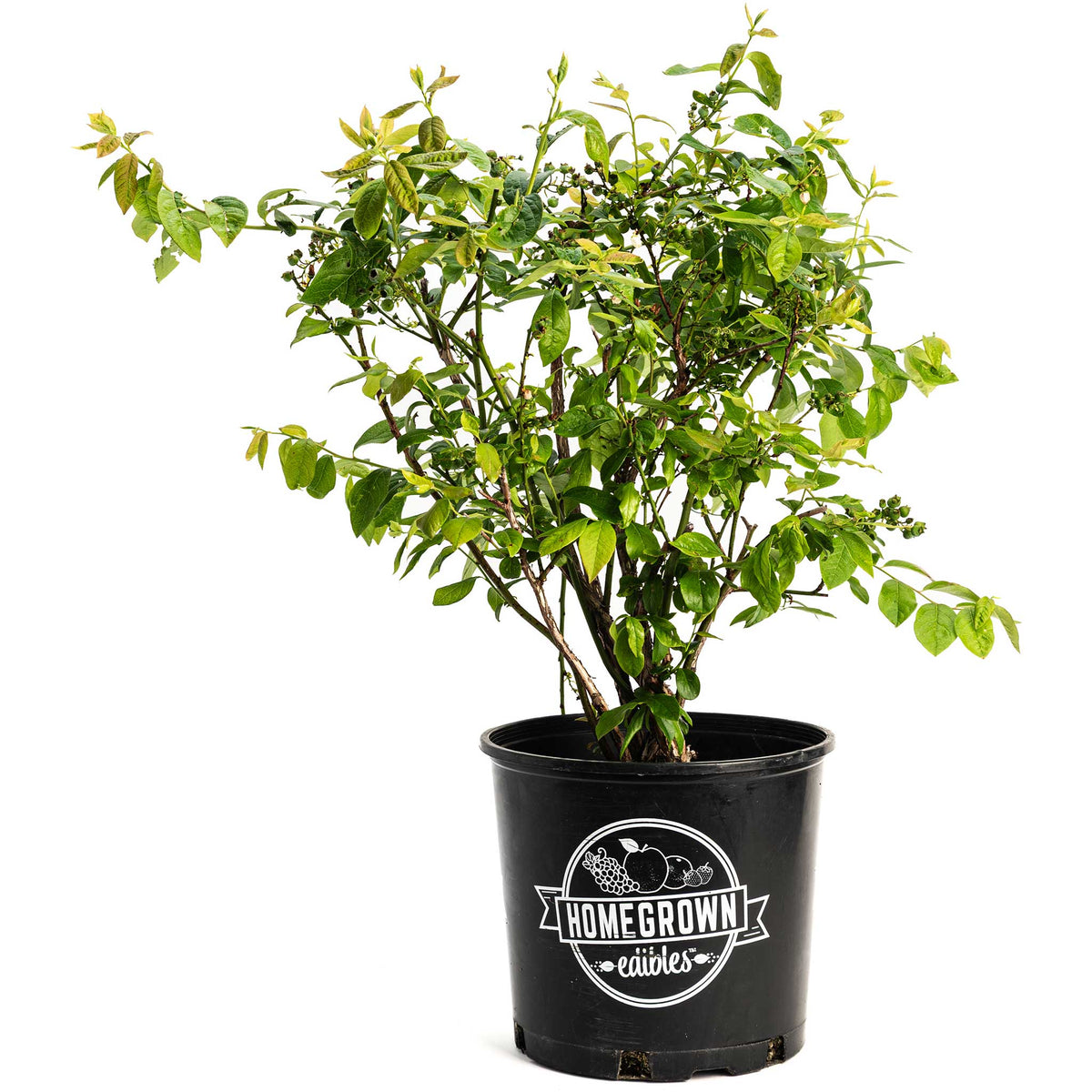 Young potted Duke Blueberry bush on a plain white background.