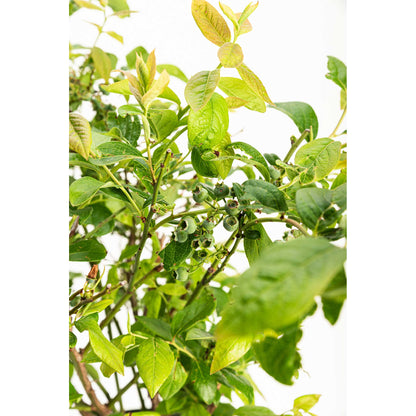 Unripe green blueberries growing on a Duke Blueberry bush branch against a white background.