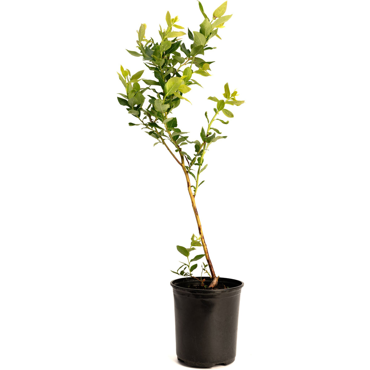 Young potted Duke Blueberry bush with green foliage growing in a black nursery pot on a plain white background.