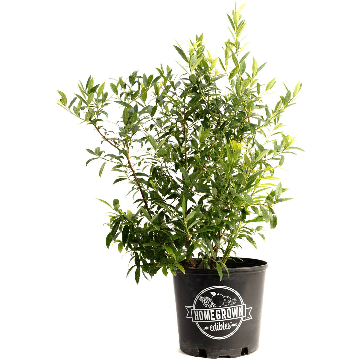 Potted Pink Lemonade Blueberry bush on a plain white background.