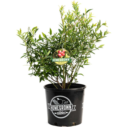 Young potted Pink Lemonade Blueberry bush on a plain white background.