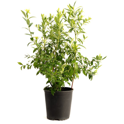 Mature potted Pink Lemonade Blueberry bush with dense green foliage in a black nursery container