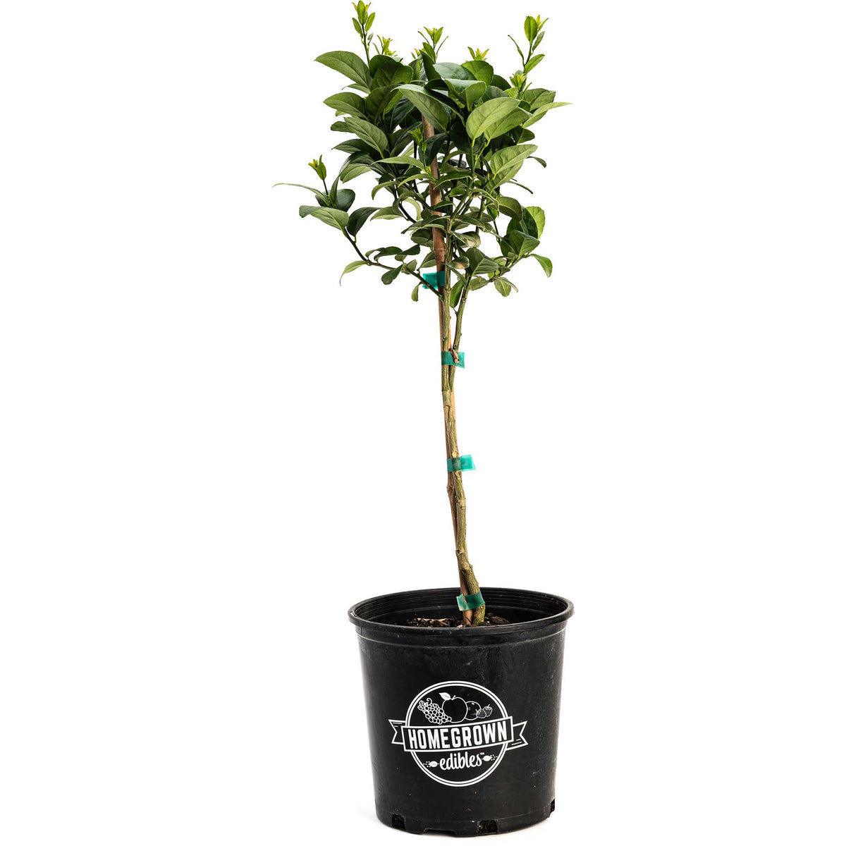 Potted Key Lime Tree sapling with green leaves in a black grow pot on a white background.