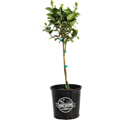Potted Key Lime Tree sapling with green leaves in a black grow pot on a white background.