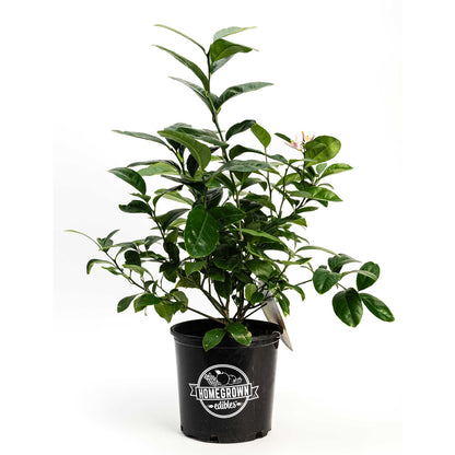 Potted Improved Meyer Lemon Bush sapling in a black nursery pot on a white background.