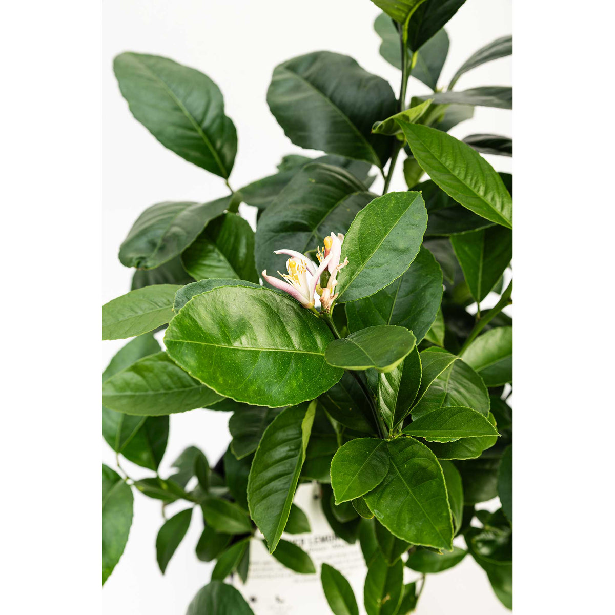 White and pink citrus blossoms blooming among green leaves on a Meyer Lemon Bush.