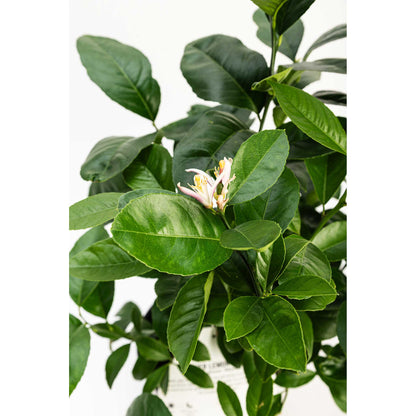 White and pink citrus blossoms blooming among green leaves on a Meyer Lemon Bush.