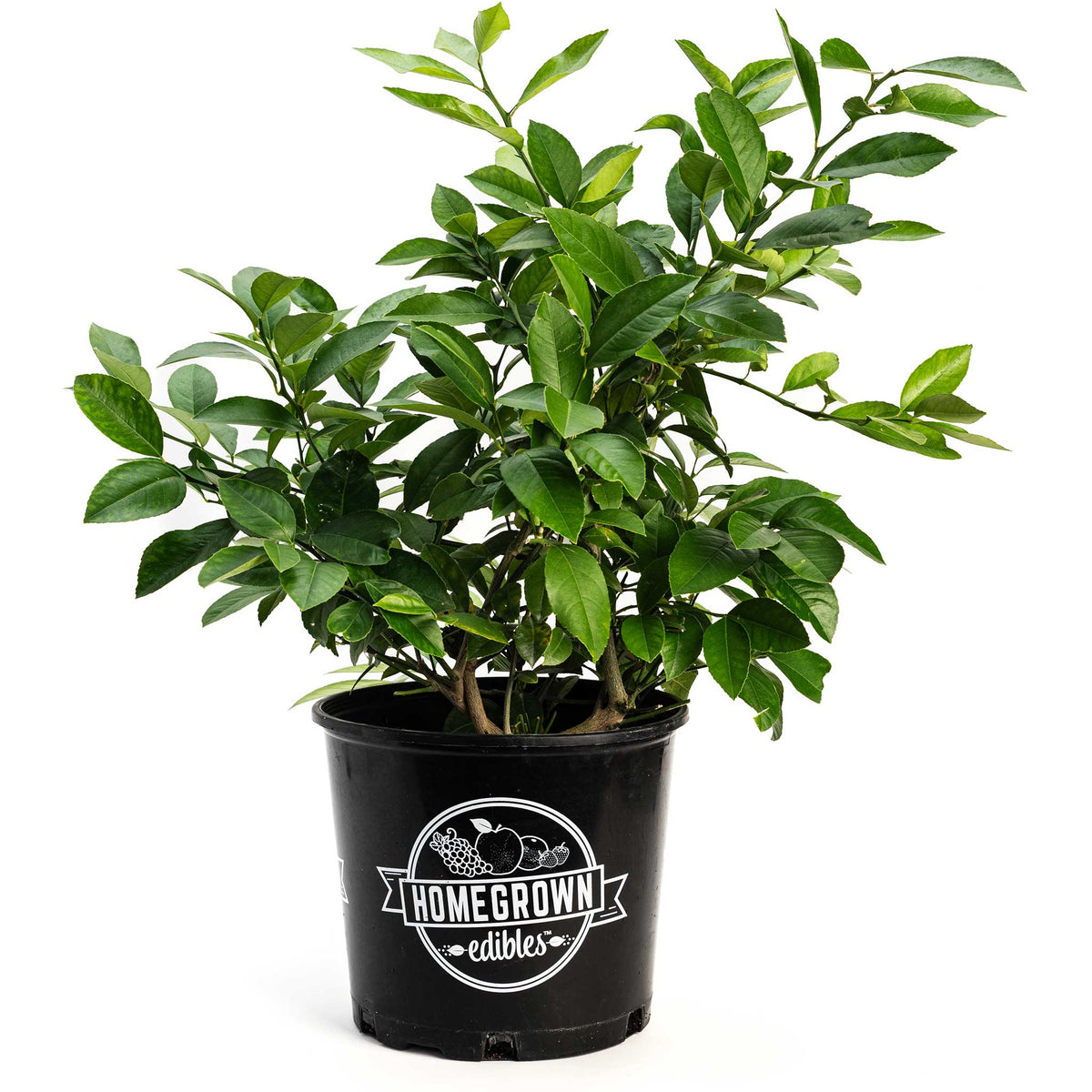 Potted Improved Meyer Lemon Bush in a black Homegrown Edibles nursery pot on a white background.