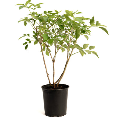 A young, multi-stemmed Marge Elderberry shrub with green foliage growing in a black plastic nursery pot against a solid white background.