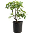 Young potted Brown Turkey Fig tree growing in a black nursery container in white background.