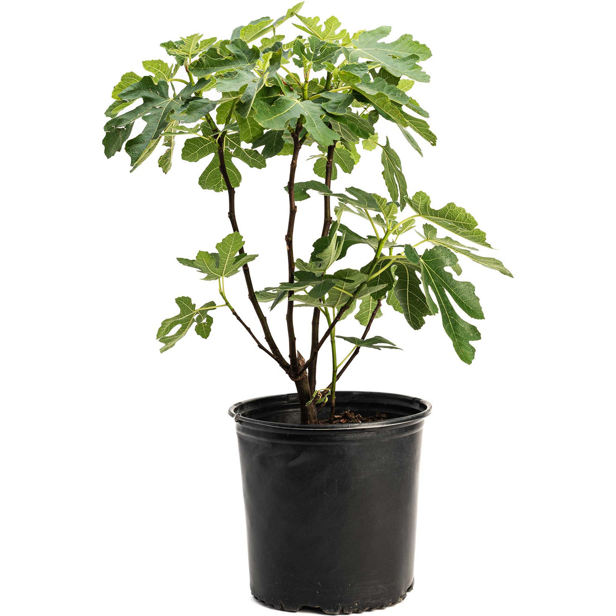 Young potted Brown Turkey Fig tree growing in a black nursery container in white background.
