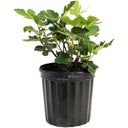 Young potted 1 gallon Chicago Hardy Fig Tree on a plain white background.