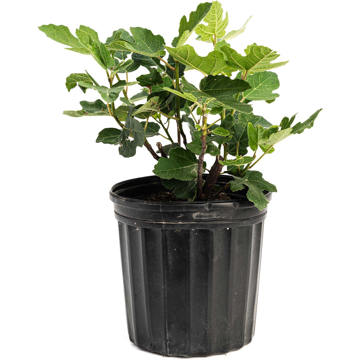Young potted 1 gallon Chicago Hardy Fig Tree on a plain white background.