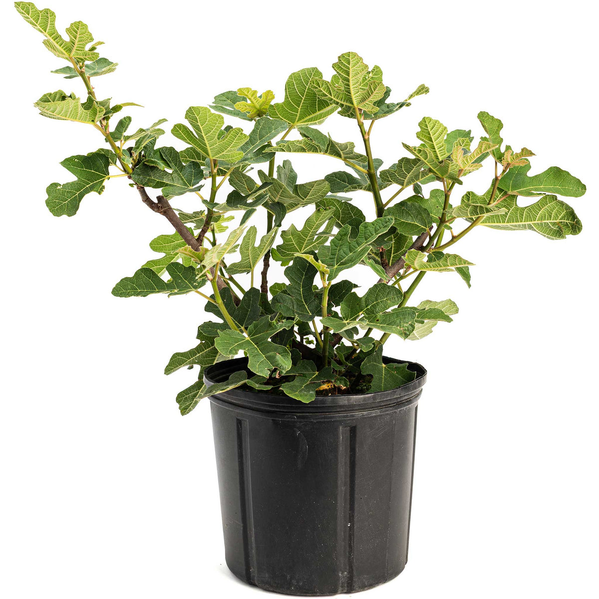 Young potted 2 gallon Chicago Hardy Fig Tree on a plain white background.