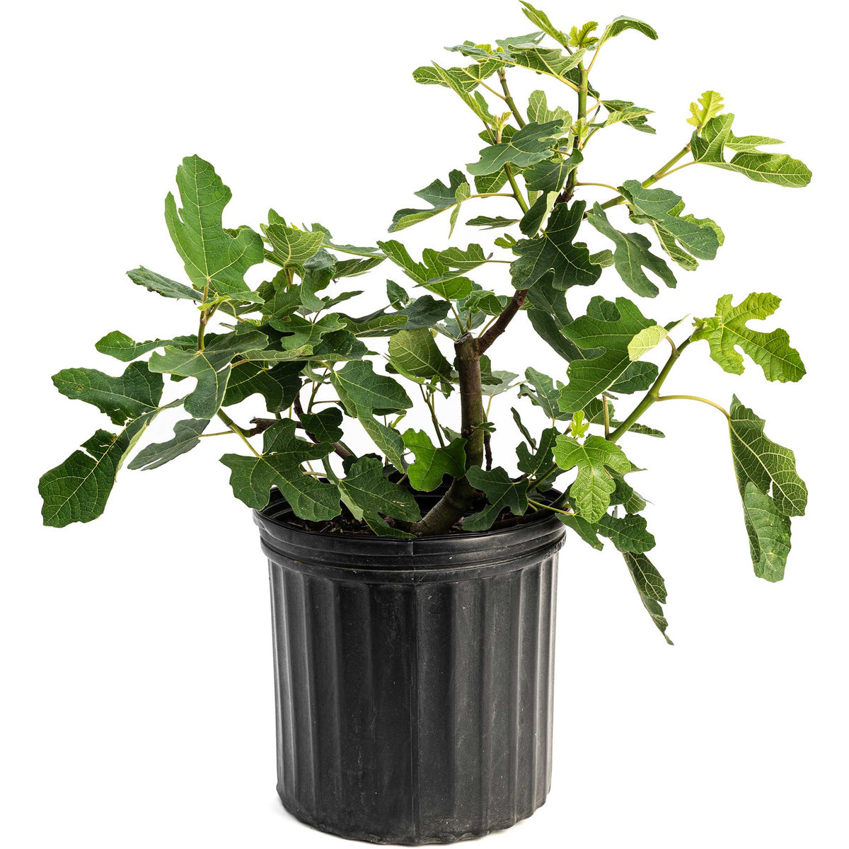 Young potted 3 gallon Chicago Hardy Fig Tree on a plain white background.