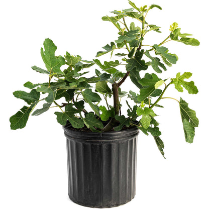 Young potted 3 gallon Chicago Hardy Fig Tree on a plain white background.