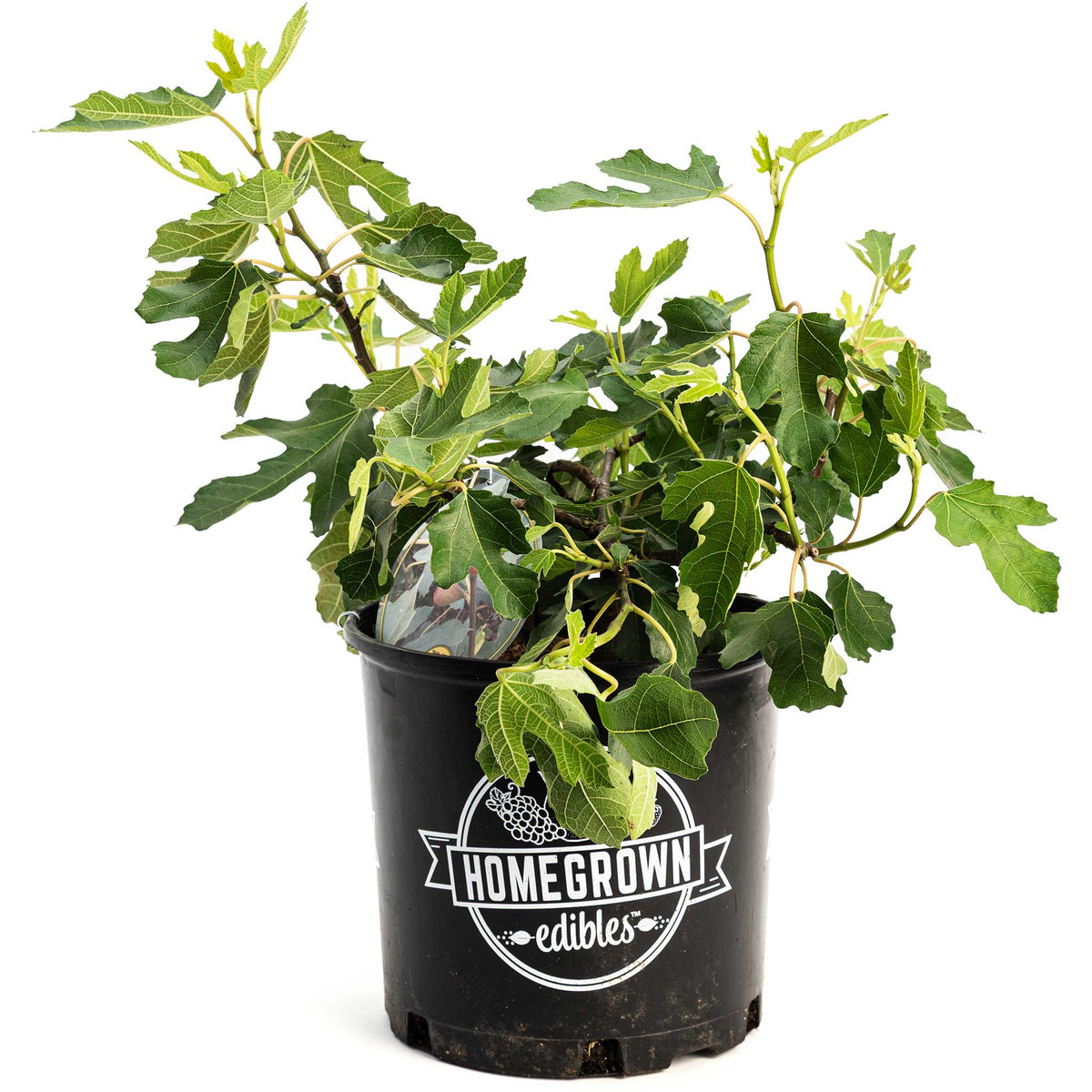 Little Miss Figgy plant in a branded brown pot on a white background.