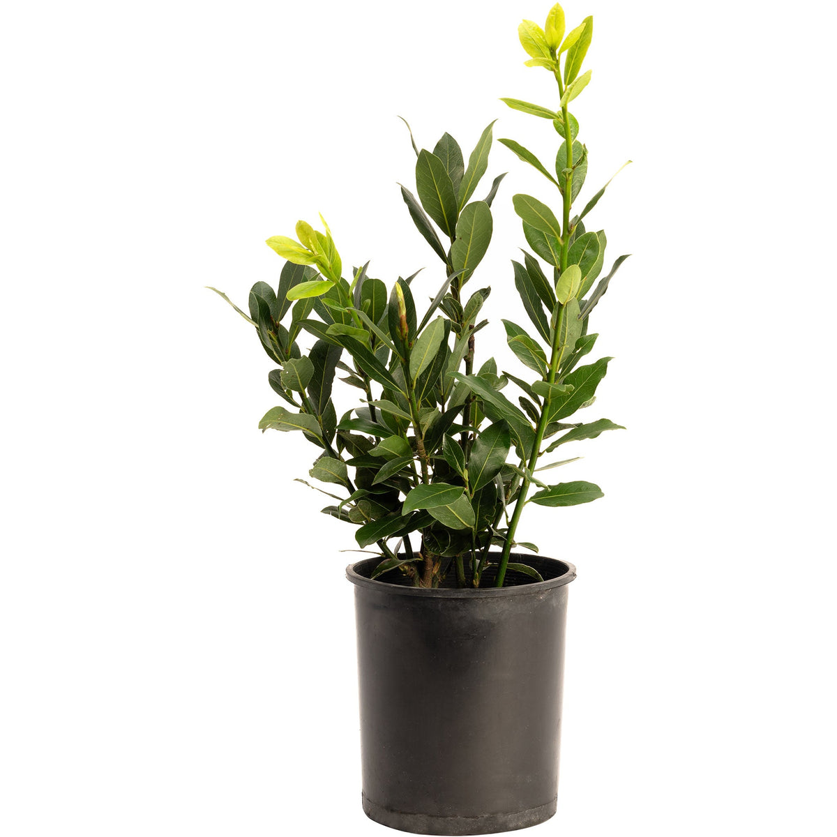 Young Bay Laurel plant in a black nursery pot on a white background.