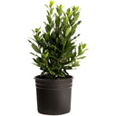 A young Bay Laurel plant with dense green foliage and bright yellow-green top leaves growing in a black plastic nursery pot against a solid white background.