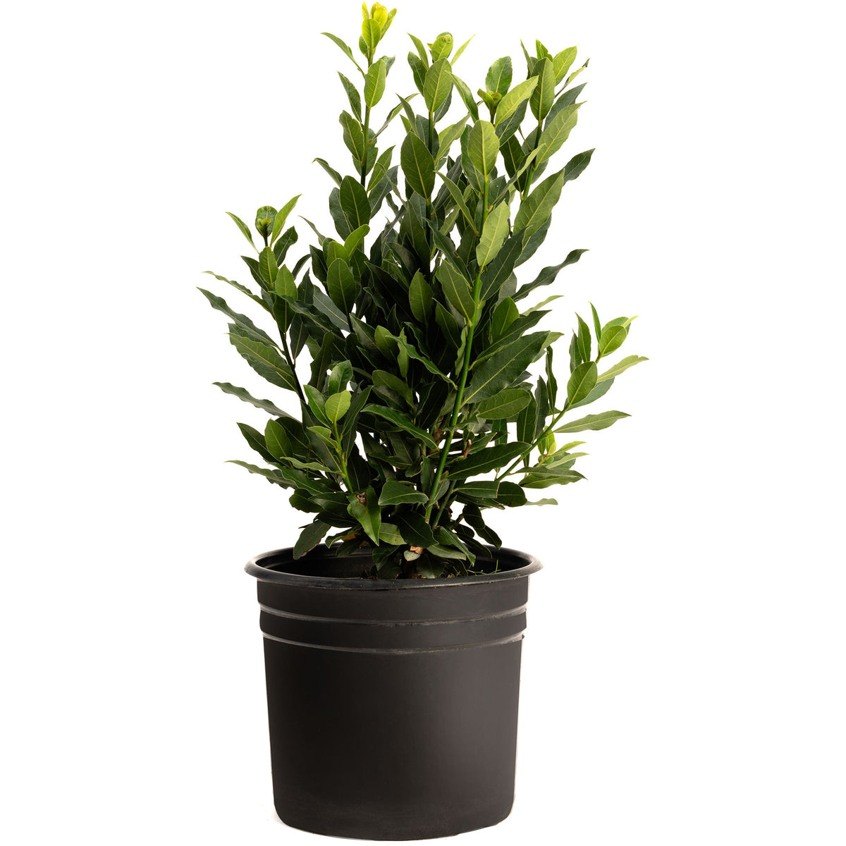 A young Bay Laurel plant with dense green foliage and bright yellow-green top leaves growing in a black plastic nursery pot against a solid white background.