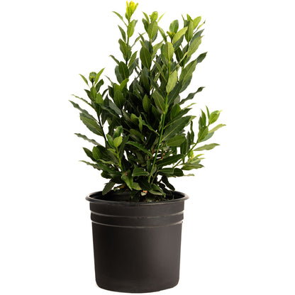 A young Bay Laurel plant with dense green foliage and bright yellow-green top leaves growing in a black plastic nursery pot against a solid white background.