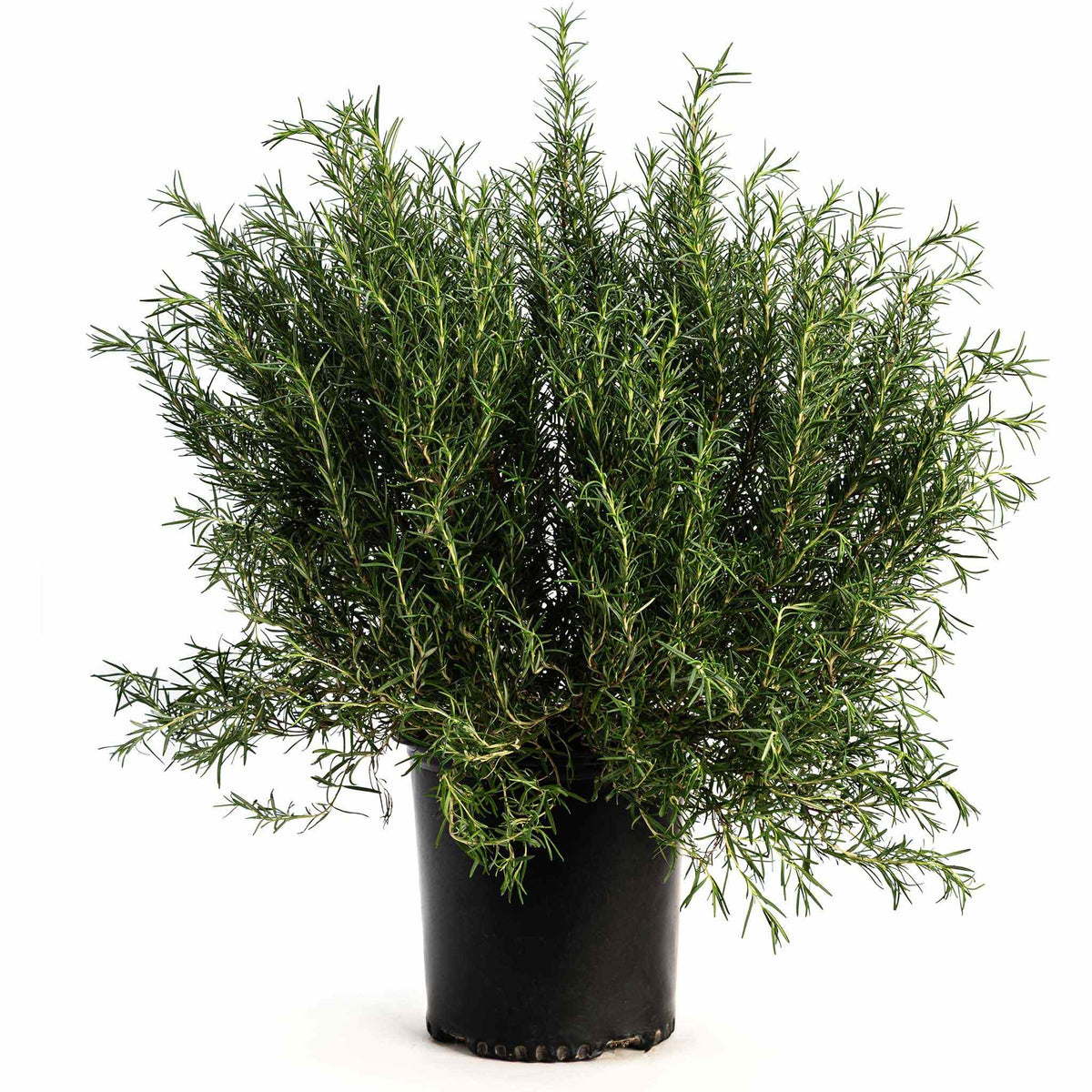 Tuscan Blue Rosemary plant in a black nursery pot on a white background.
