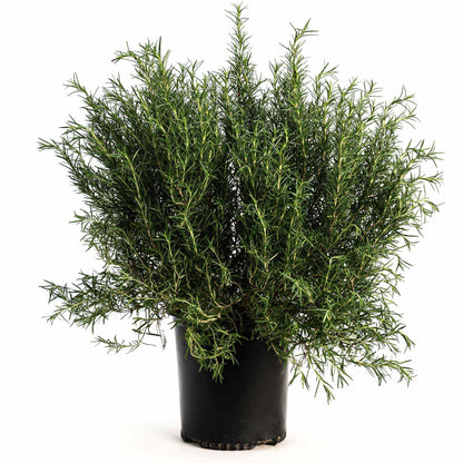 Tuscan Blue Rosemary plant in a black nursery pot on a white background.